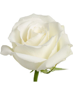 Tibet White Roses | Pure‑White Premium Roses Wholesale (50 cm • 125 Stems)