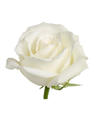 Tibet White Roses | Pure‑White Premium Roses Wholesale (50 cm • 125 Stems)