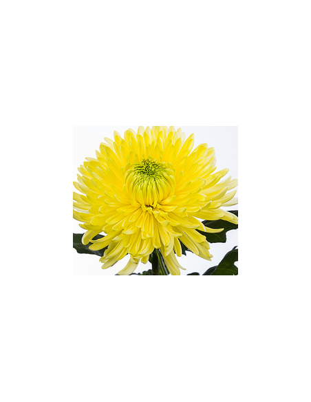 Football Mums Yellow BULK BOX 80 Stems