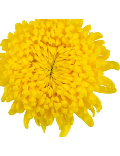 Football Mums Yellow BULK BOX 80 Stems 2