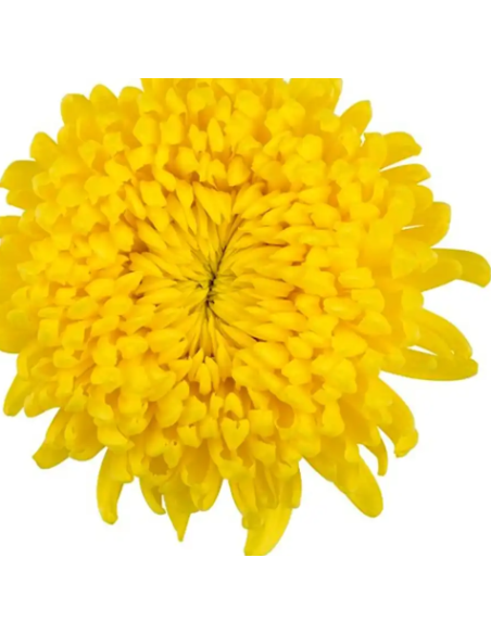 Football Mums Yellow BULK BOX 80 Stems