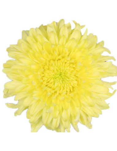 Football Mums Yellow BULK BOX 80 Stems Football Mums Yellow BULK BOX 80 Stems