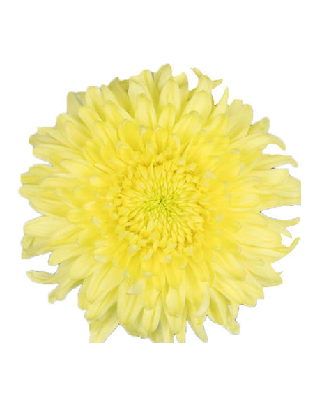 Football Mums Yellow BULK BOX 80 Stems