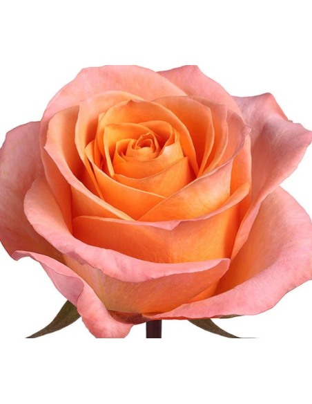 Coral reef coral Roses 125 stems BULK BOX