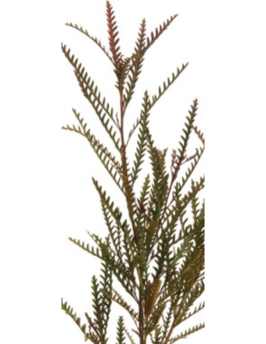 Grevillea Ivanhoe — 10 Stem Bunches | Wholesale & Bulk Foliage