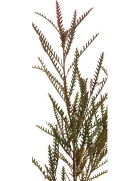 Grevillea Ivanhoe — 10 Stem Bunches | Wholesale & Bulk Foliage