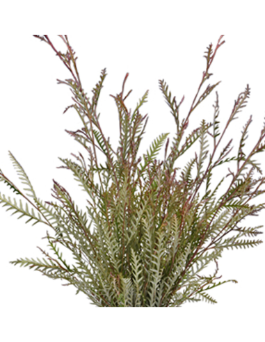 Grevillea Ivanhoe — 10 Stem Bunches | Wholesale & Bulk Foliage