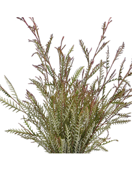 Grevillea Ivanhoe — 10 Stem Bunches | Wholesale & Bulk Foliage