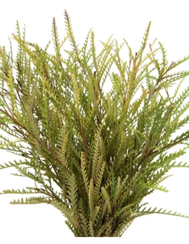 Grevillea Ivanhoe — 10 Stem Bunches | Wholesale & Bulk Foliage