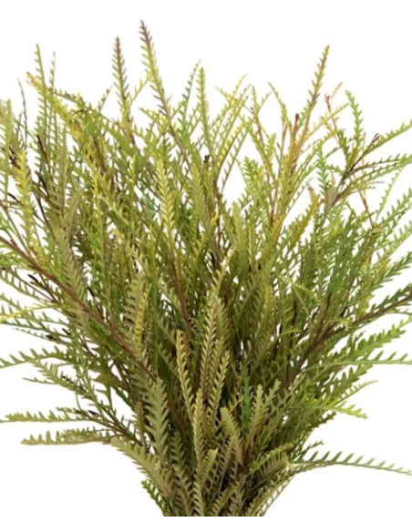 Grevillea Ivanhoe — 10 Stem Bunches | Wholesale & Bulk Foliage