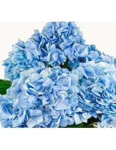 Hydrangea BlueBerry 40 stems