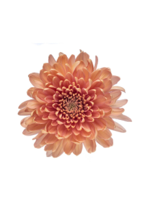 Cremone Salmon "Linette" 120 Stems BULK BOX