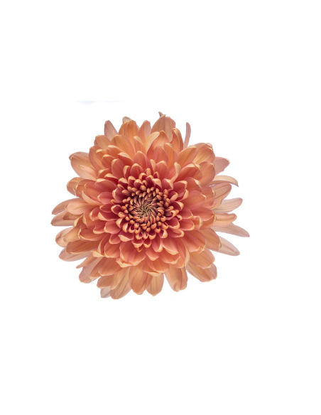 Cremone Salmon "Linette" 120 Stems BULK BOX