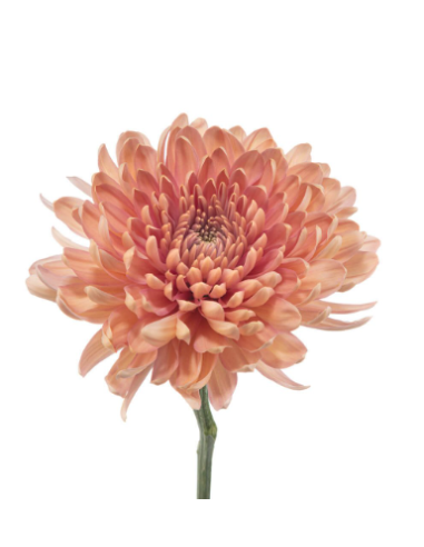 Cremone Salmon "Linette" 120 Stems BULK BOX