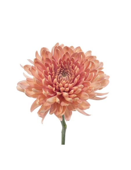 Cremone Salmon "Linette" 120 Stems BULK BOX