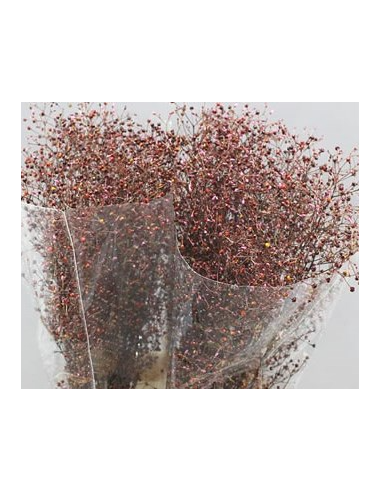 Talinum 5 / 10 bunches Talinum 5 / 10 bunches