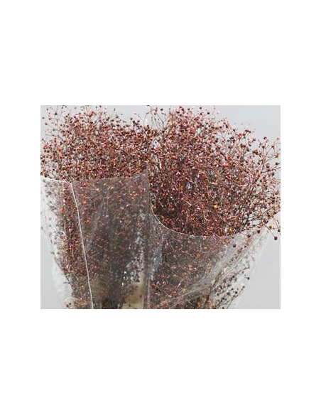 Talinum 5 / 10 bunches