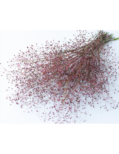 Talinum 5 / 10 bunches Talinum 5 / 10 bunches