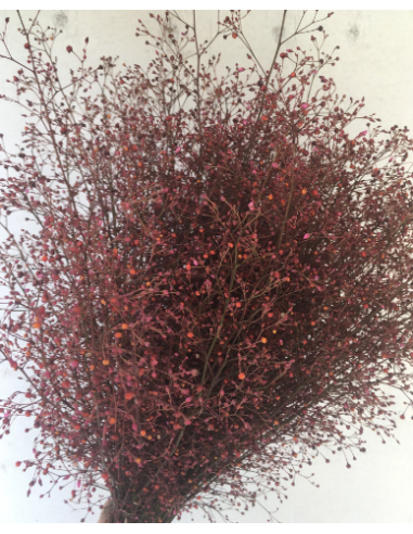 Talinum 5 / 10 bunches Talinum 5 / 10 bunches