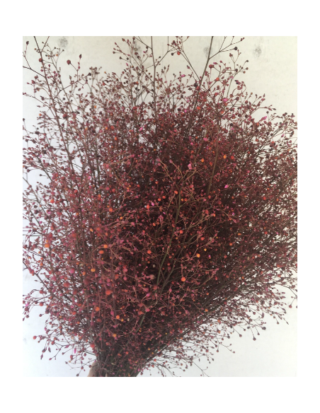 Talinum 5 / 10 bunches