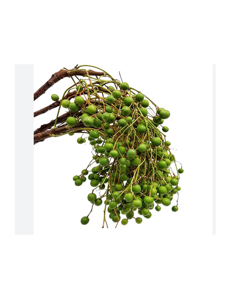 China Berry 50 stems BULK BOX