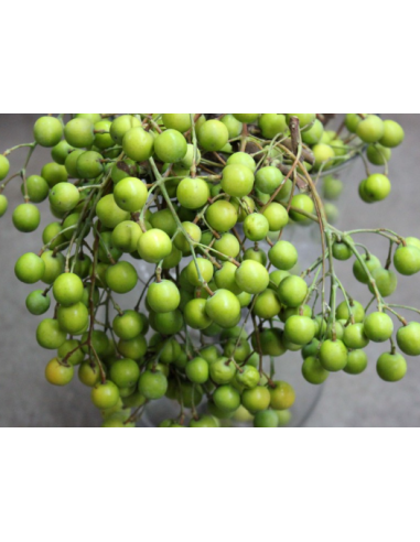 China Berry 50 stems BULK BOX