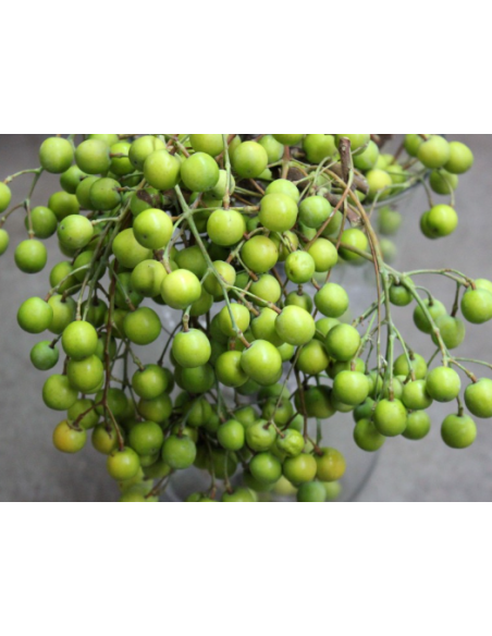 China Berry 50 stems BULK BOX