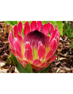 Protea Eximia 20 Stems