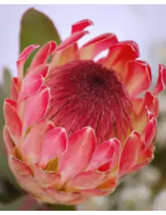 Protea Eximia 20 Stems 2
