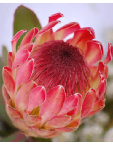 Protea Eximia 20 Stems Protea Eximia 20 Stems
