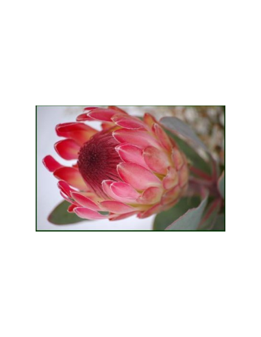 Protea Eximia 20 Stems Protea Eximia 20 Stems