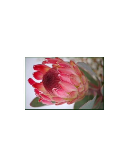 Protea Eximia 20 Stems