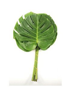 Monstera