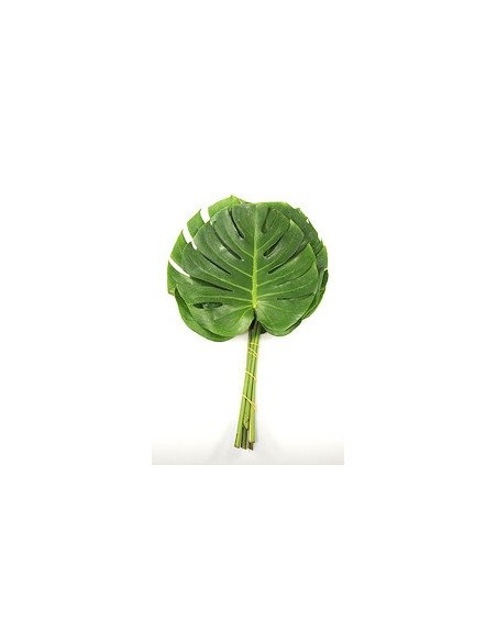 Monstera Monstera