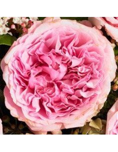 Garden Rose Light Pink "Miranda" 36 Stems