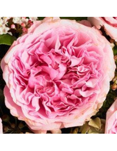 Garden Rose Light Pink "Miranda" 36 Stems