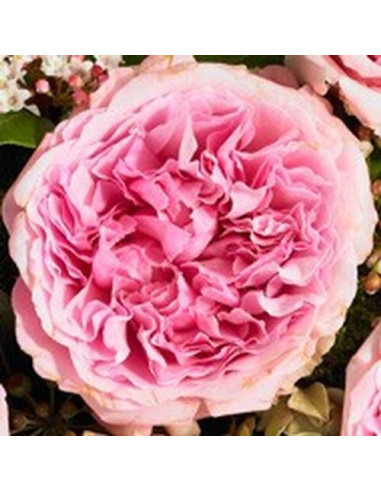 Garden Rose Light Pink "Miranda" 36 Stems