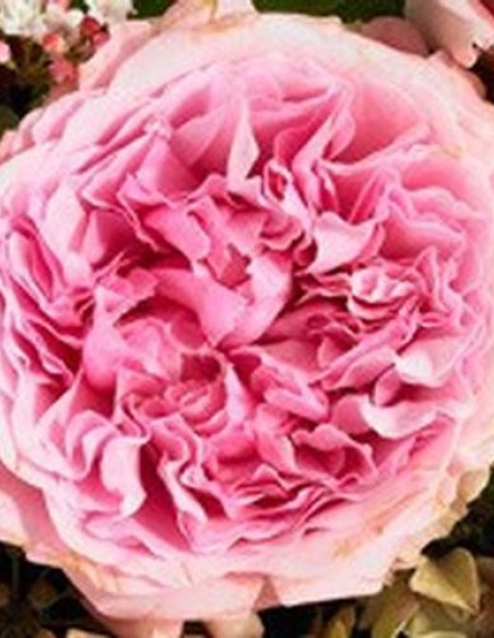 Garden Rose Light Pink "Miranda" 36 Stems