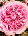 Garden Rose Light Pink "Miranda" 36 Stems