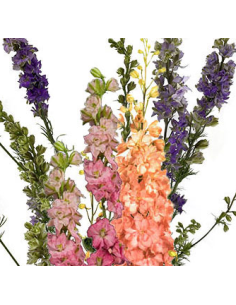 Larkspur Assorted 5 / 10 / 15 / 20 Bunches