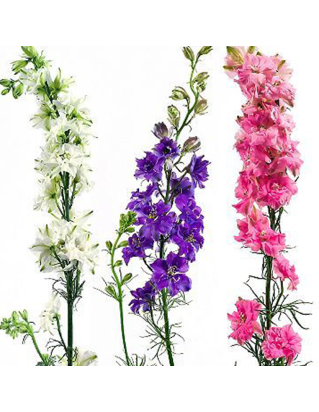 Larkspur Assorted 5 / 10 / 15 / 20 Bunches