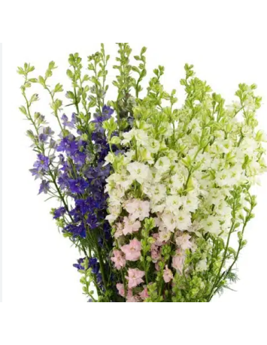 Larkspur Assorted 5 / 10 / 15 / 20 Bunches