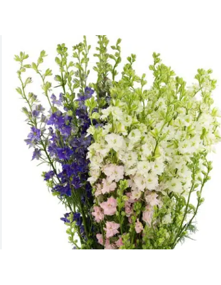 Larkspur Assorted 5 / 10 / 15 / 20 Bunches