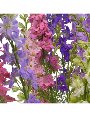 Larkspur Assorted 5 / 10 / 15 / 20 Bunches