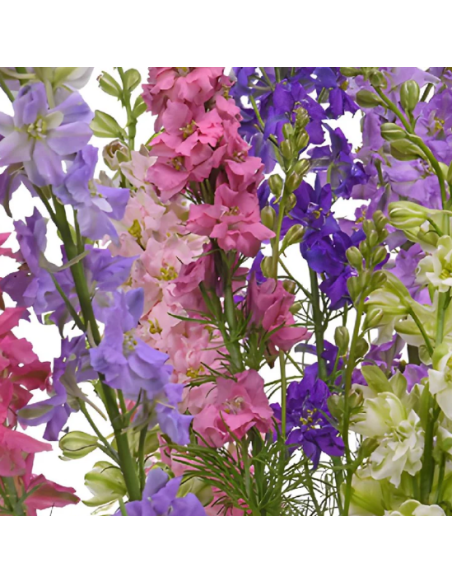Larkspur Assorted 5 / 10 / 15 / 20 Bunches