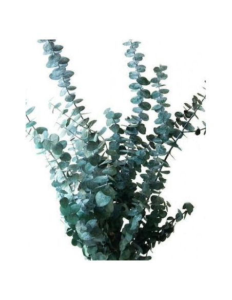 Eucalyptus Baby Blue  5 / 10 / 15 / 20 bunches