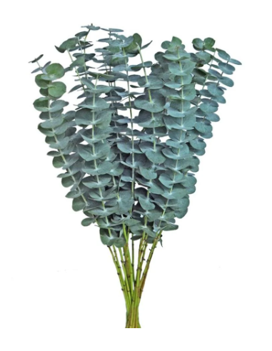 Eucalyptus Baby Blue  5 / 10 / 15 / 20 bunches