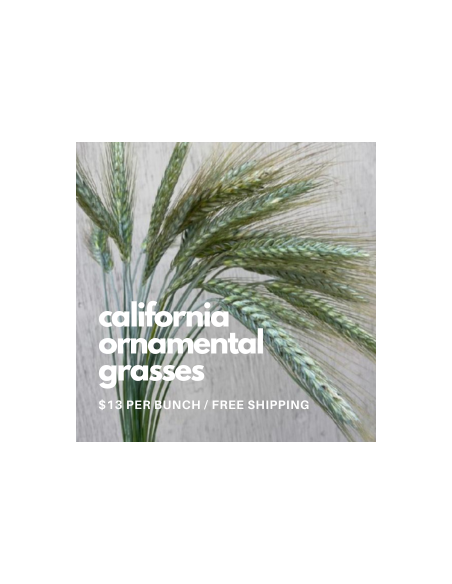 Wheat Grass 5 / 10 / 15 / 20 bunches