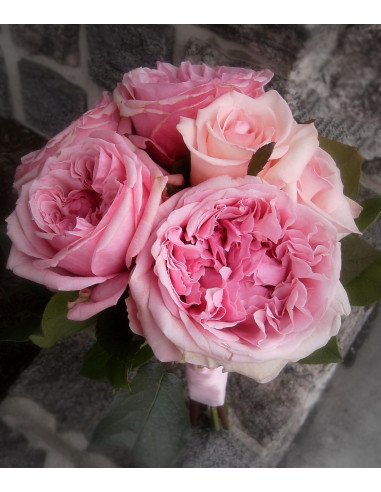 Garden Rose Light Pink "Miranda" 36 Stems Garden Rose Light Pink "Miranda" 36 Stems