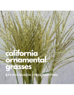 Silver Feather Grass 5 / 10 / 15 / 20 bunches